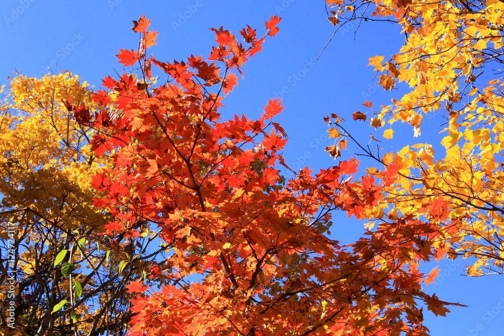 蔵王の紅葉(山形県上山市) 蔵王の紅葉(山形県上山市)