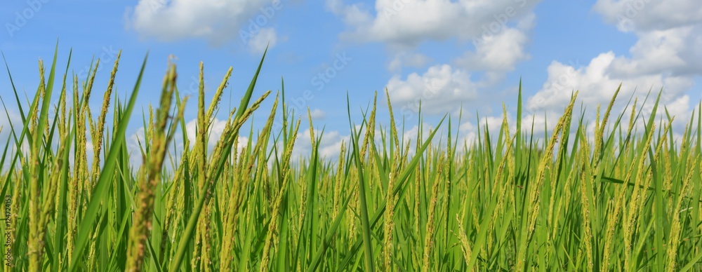 Fototapeta premium Rice plant with a blue sky have clouds.