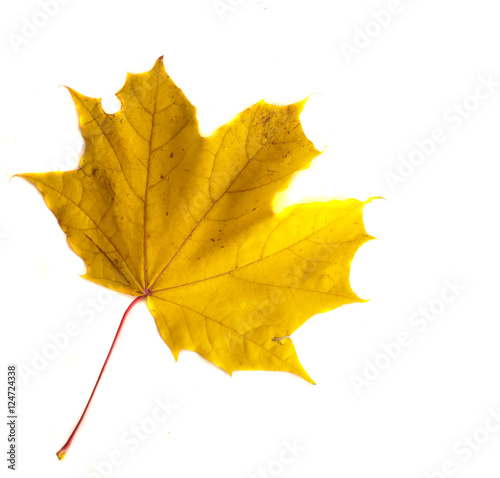 Texture, pattern, background. Autumn leaves on a tree, Maple lea photo