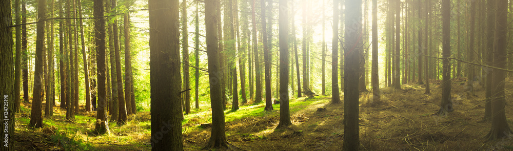 Obraz premium panorama view forest in Northern Ireland