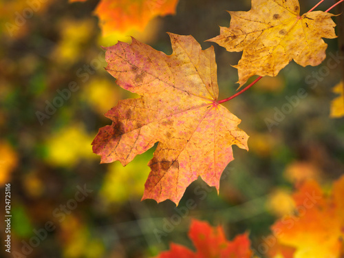 Maple leaf Autumn Northern Ireland