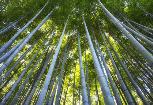 Path to bamboo forest, Arashiyama, Kyoto, Japan. Vibrant morning.