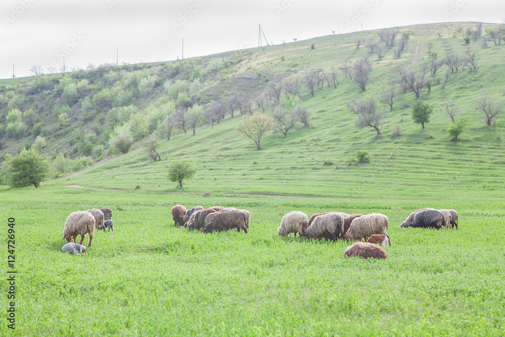 sheep grazing on green hill sheep grazing on green hill