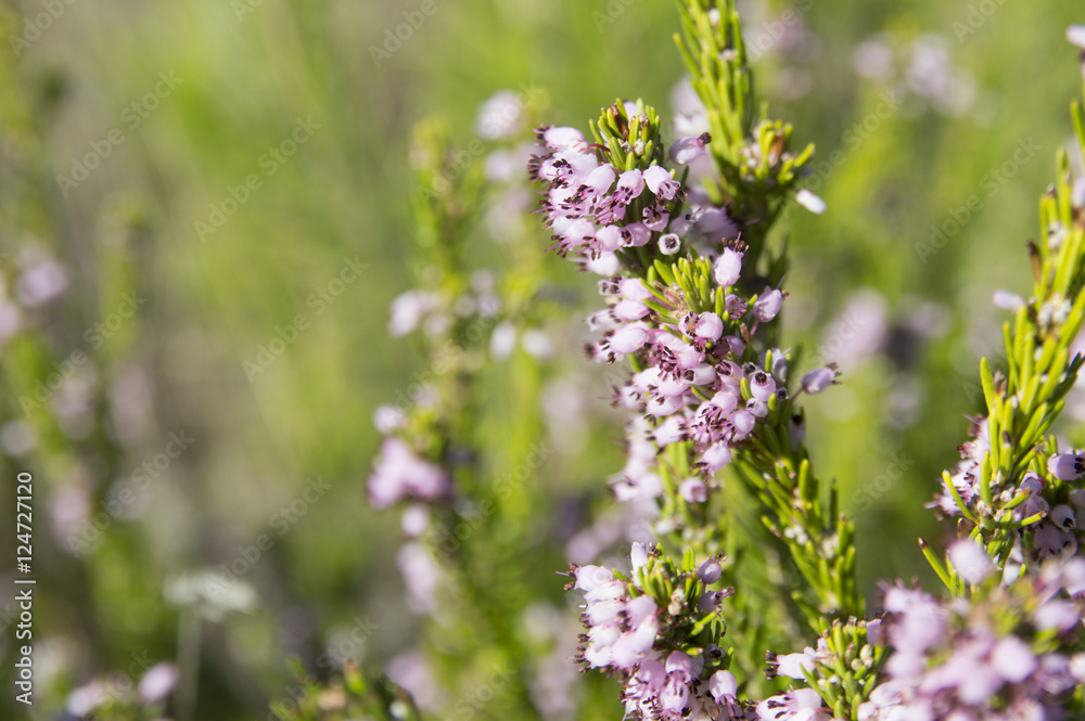 Obraz premium Common heather, Ling (Calluna vulgaris) plant