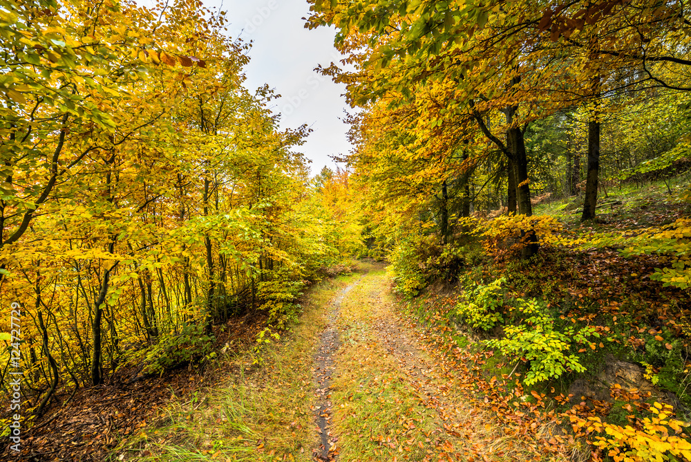 Yellow trees in autumn forest. Golden leaves in fall landscape, nature trail in Poland. Yellow trees in autumn forest. Golden leaves in fall landscape, nature trail in Poland.