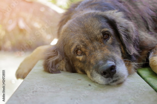 Fototapeta Naklejka Na Ścianę i Meble -  lovely lonely dog waiting for its ower, shallow depth of field, sunshine effect