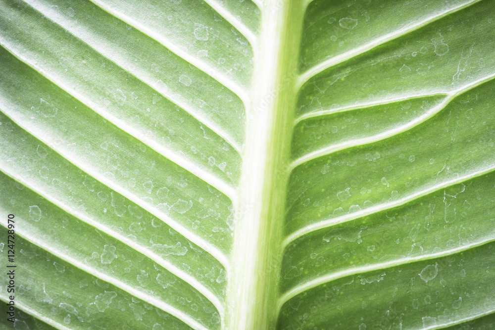Green leaf texture with water stain for background Green leaf texture with water stain for background