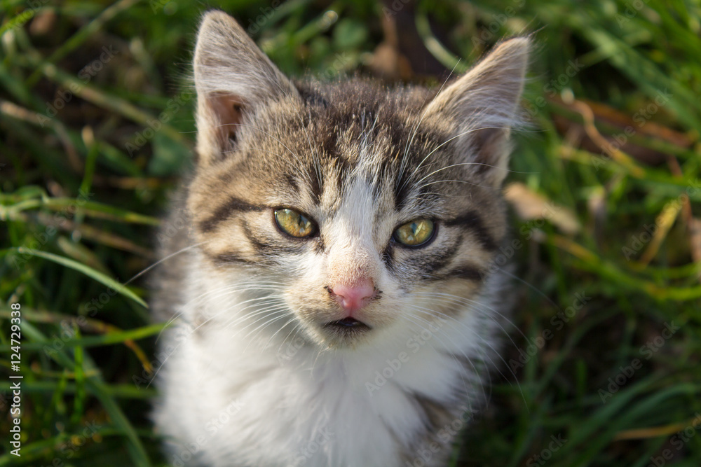 kitten portrait outdoors