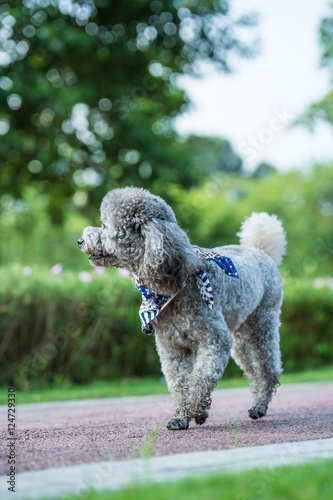 Poodles playing in the grass