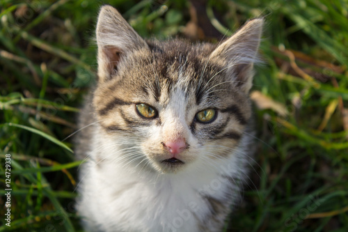 kitten portrait outdoors