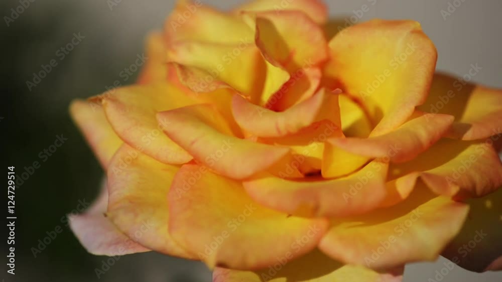Beautiful yellow roses, close up. Beautiful yellow roses, close up.