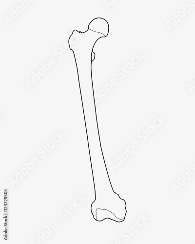 femur bone