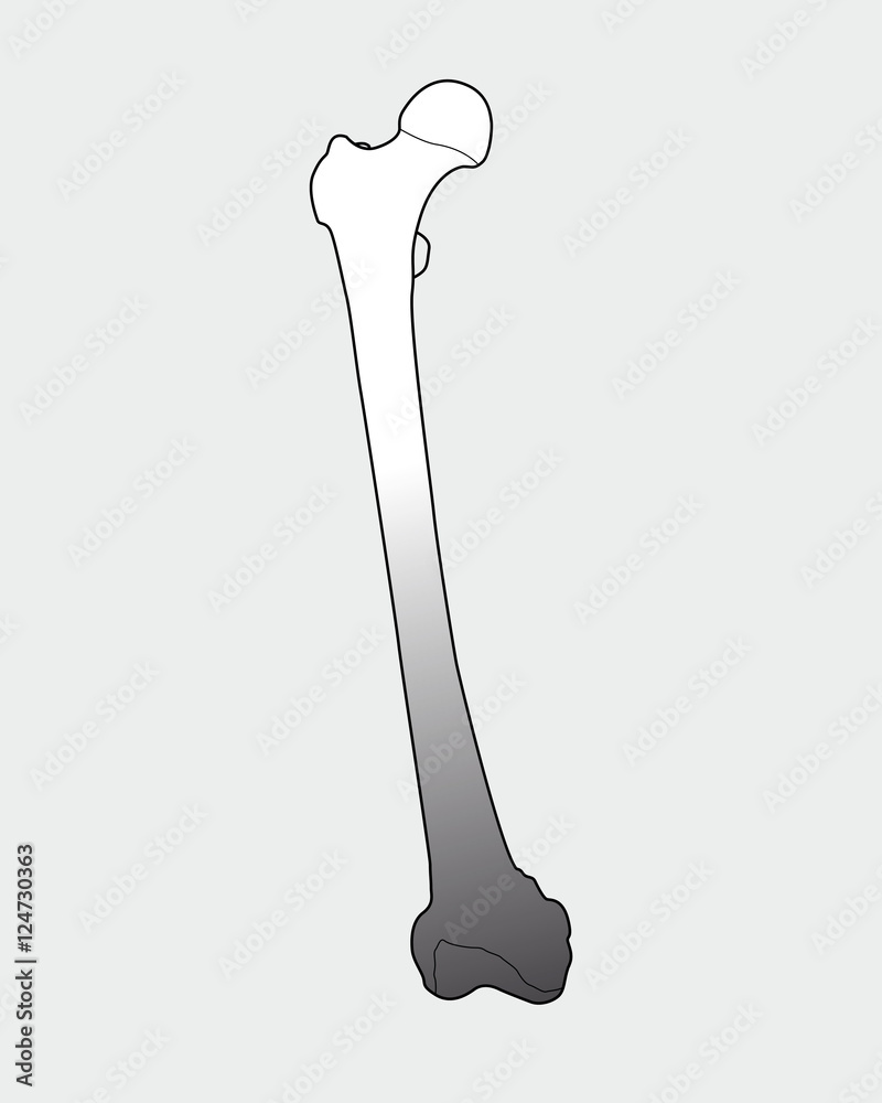 femur bone femur bone