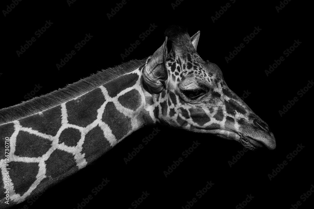 Fototapeta premium Monochromatic image of a the face of a giraffe. Skin of an African giraffe.