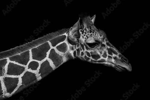 Monochromatic image of a the face of a giraffe. Skin of an African giraffe.