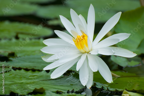 Water lily in garden pond
