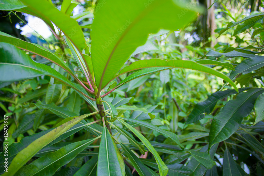 Obraz premium Green Leaves.