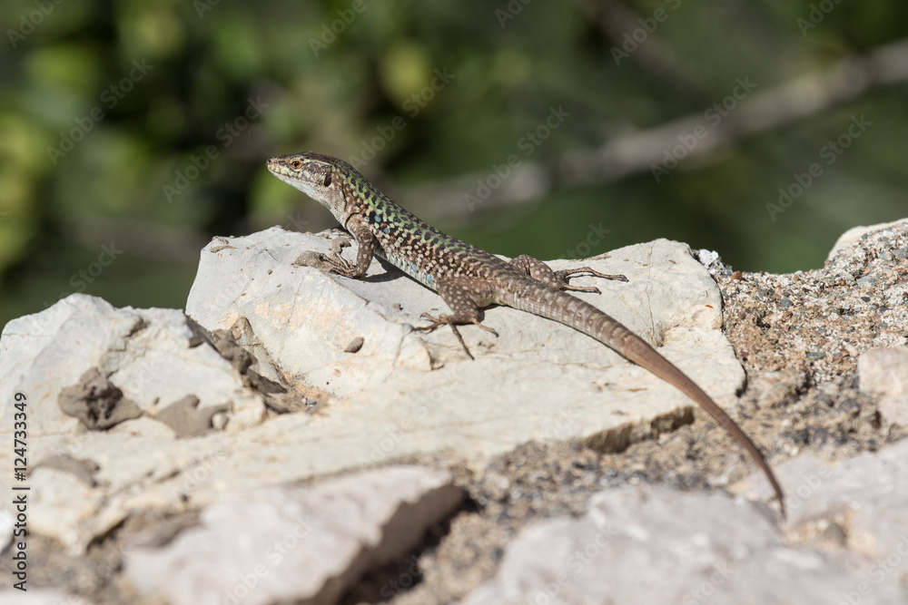 Lizard on rock Lizard on rock