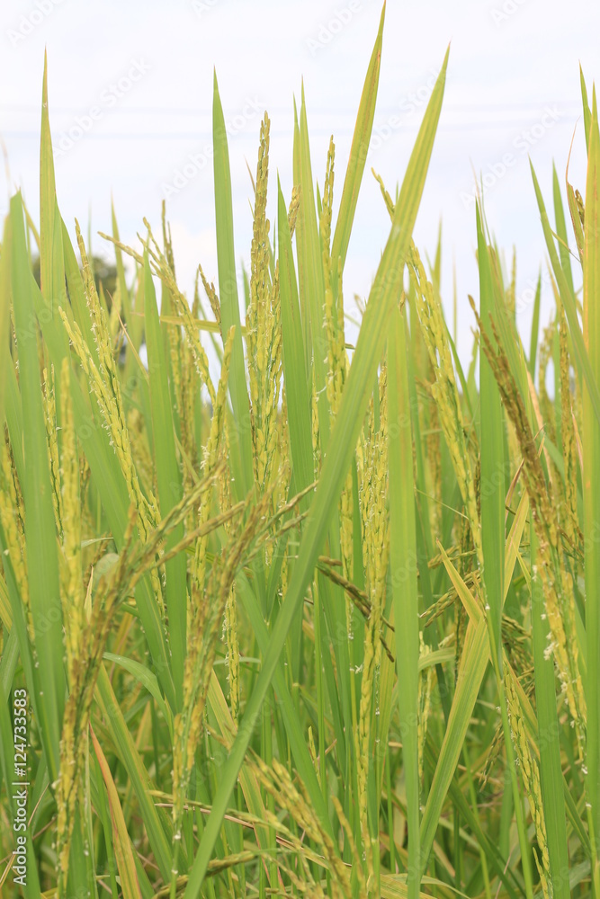 Fototapeta premium Rice field