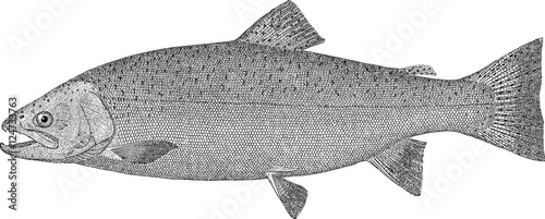Photography Vintage image fish salmon
