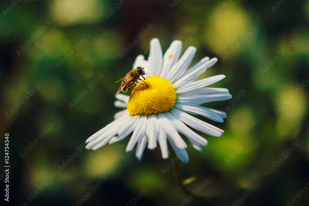 bee with camomile bee with camomile