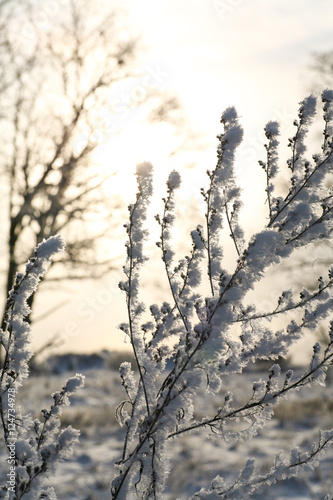 Plants covered in snow and frost on a cold winters evening with a sunset halo background