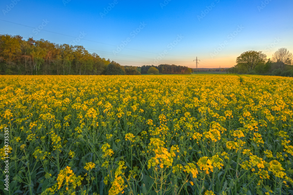 Rapsfeld 1 / Rapsfeld bei Dannenberg (Landkreis Lüchow-Dannenberg, Niedersachsen). Aufgenommen am 6.Mai 2016.