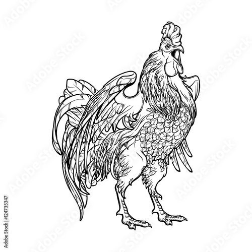 Concept drawing for year of rooster 2017. Crowing Cock - Symbol of New Year 2017. Linear hand drawing isolated on white background. EPS10 vector illustration.