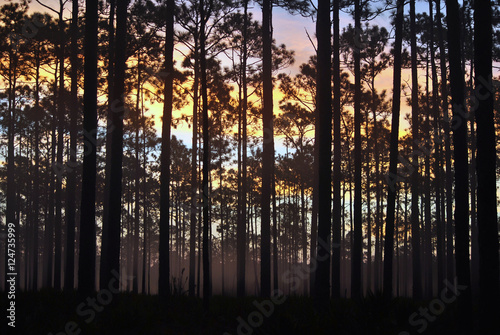 Apalachicola National Forest Foggy Day Break