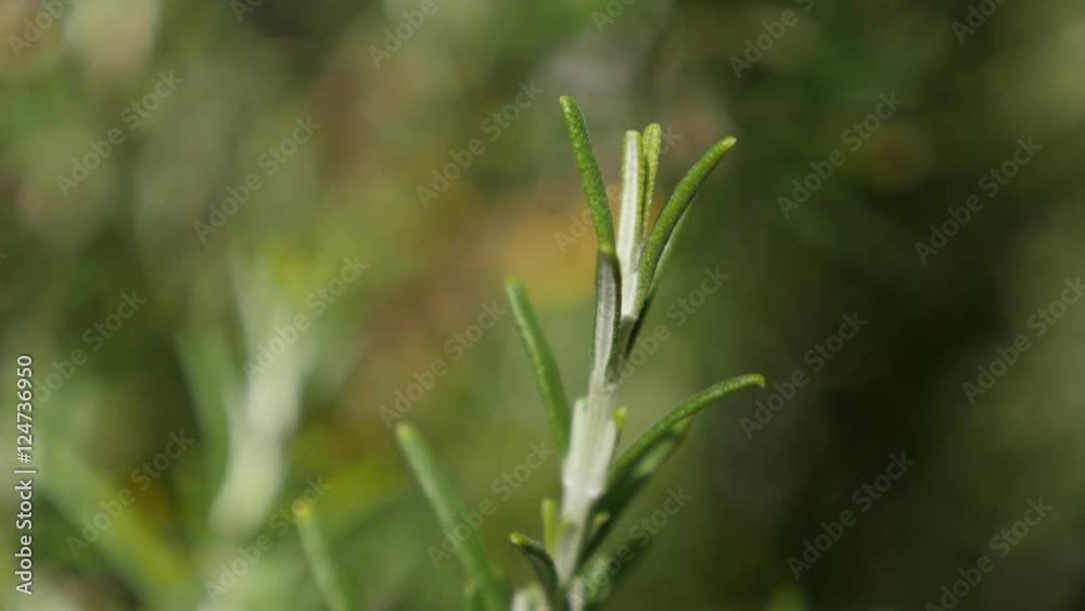 Perennial rosemary herbal plant in the garden shallow DOF 4K 2160p 30fps UltraHD footage - Tasty spicy bush green needles of Rosmarinus officinalis on wind close-up 3840X2160 UHD video Perennial rosemary herbal plant in the garden shallow DOF 4K 2160p 30fps UltraHD footage - Tasty spicy bush green needles of Rosmarinus officinalis on wind close-up 3840X2160 UHD video