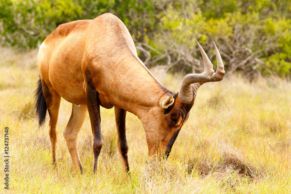 Red Hartebeest with his head down in the grass Red Hartebeest with his head down in the grass