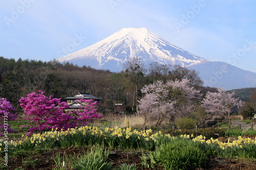 忍野八海からの富士山と桜   © narautsu