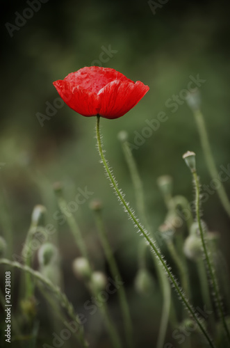 Red poppy flower blooming, floral dark gloomy natural spring vintage hipster background, can be used as image for remembrance and reconciliation day