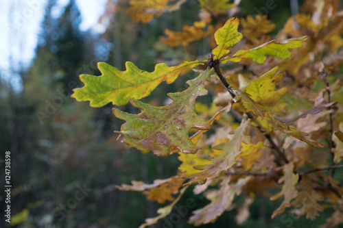 Autumn oak leaves background
