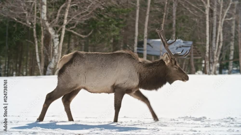 Tracking shot of red deer walking through snowy lawn to his herd Tracking shot of red deer walking through snowy lawn to his herd