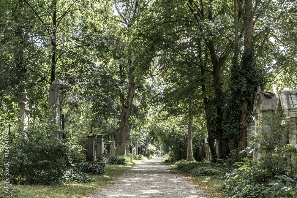 Fototapeta premium Bewachsene Allee in einem alten Friedhof