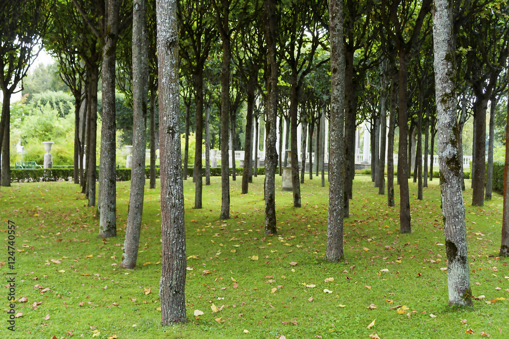 Fototapeta premium Pavlovsk, Quinconces from the lindens