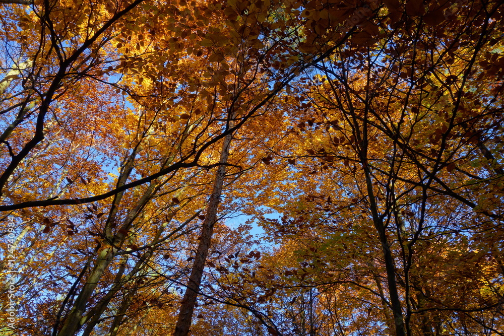 Yellow leaves on trees in autumn park