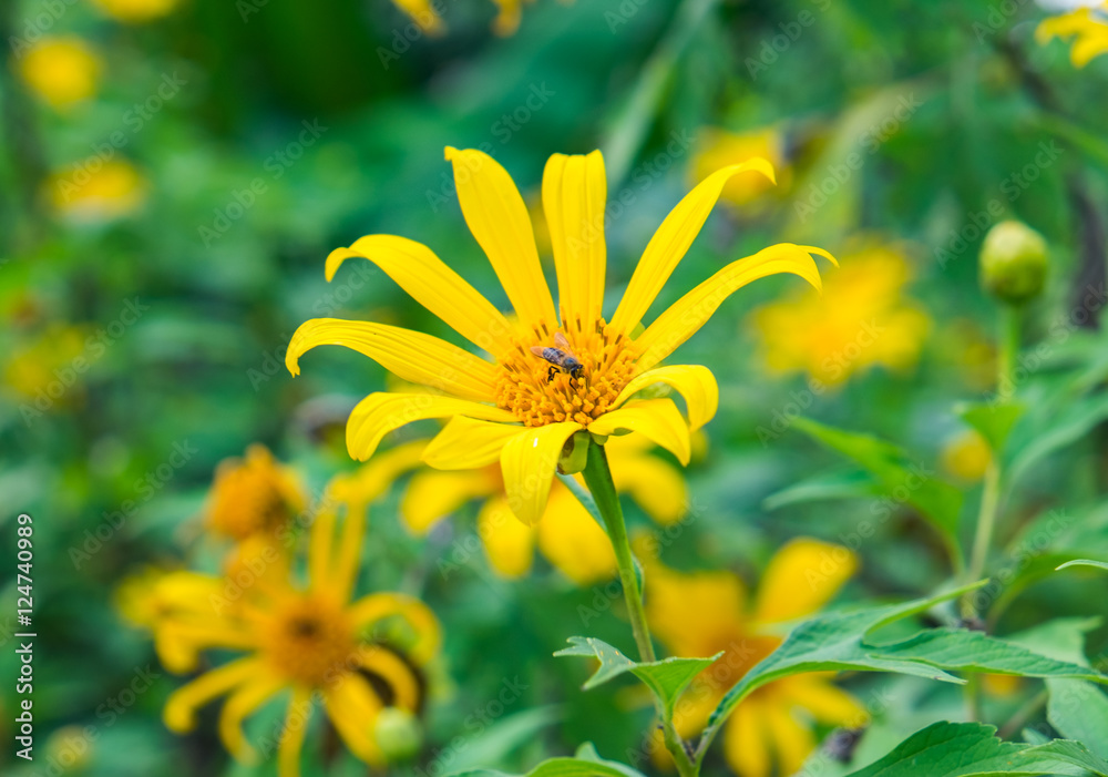 Tree marigold, Mexican tournesol, Mexican sunflower, Japanese sunflower, Nitobe chrysanthemum, yellow leaf shape radial blossom and bee pollinate in garden Tree marigold, Mexican tournesol, Mexican sunflower, Japanese sunflower, Nitobe chrysanthemum, yellow leaf shape radial blossom and bee pollinate in garden