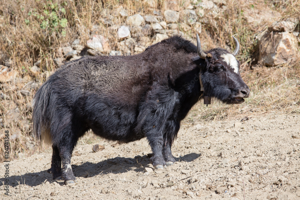 Close up wild yak in Himalaya mountains, Nepal Close up wild yak in Himalaya mountains, Nepal