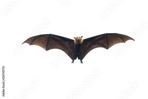 Bat flying on white background 