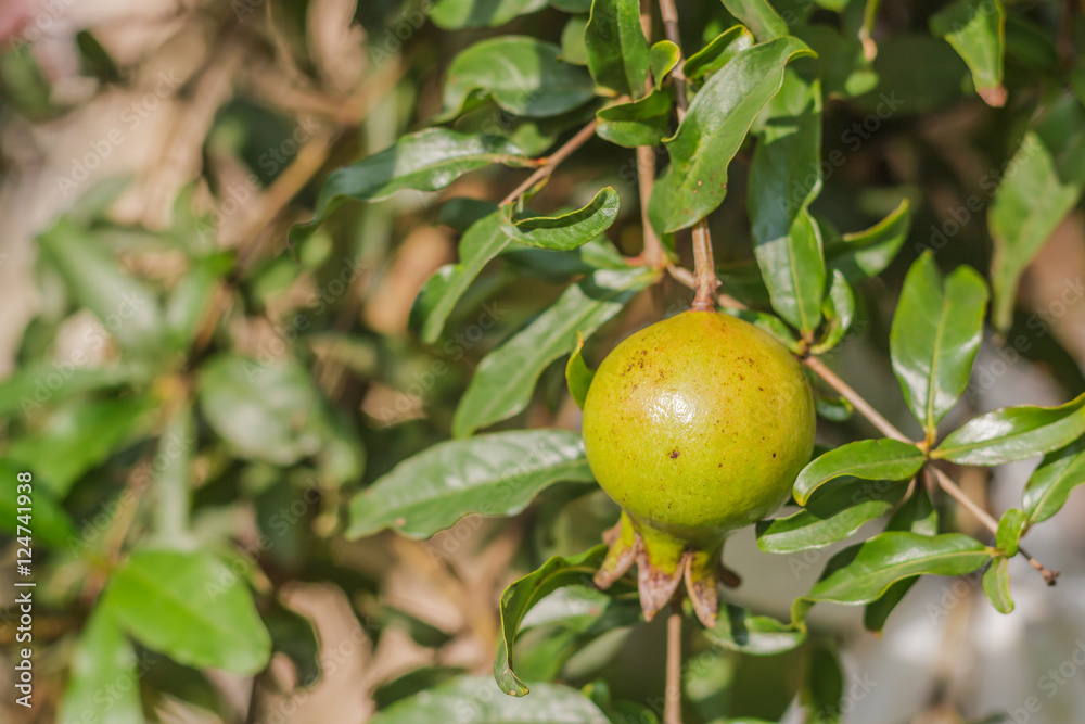 Pomegranate on tree branch, selective focus Pomegranate on tree branch, selective focus