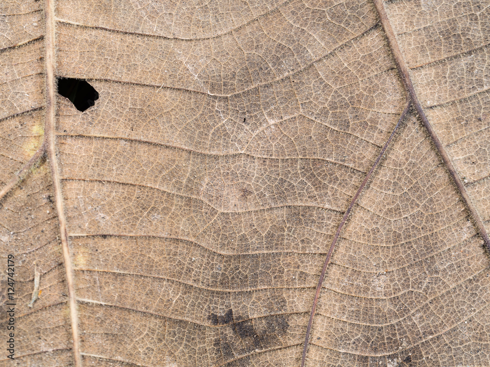 Fototapeta premium The Old Teak Leaf Decay