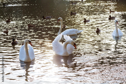 White swans in the water. photo