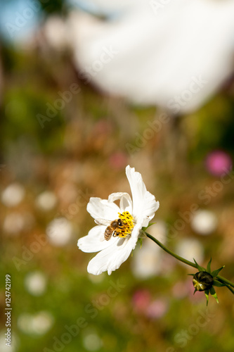 White autumn flower with bee. Autumn season