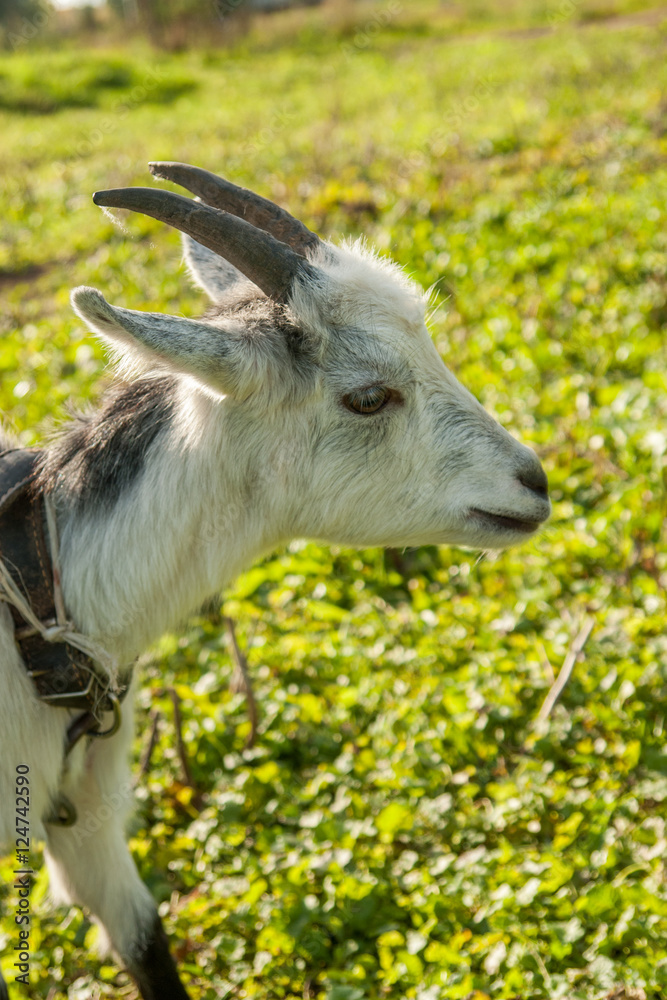Young white goat at village farm or ranch. Young white goat at village farm or ranch.