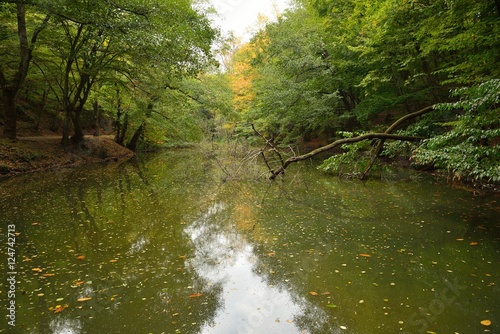 quiet lake in Belgrade forest