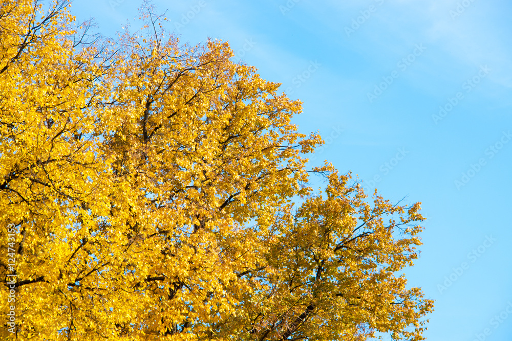 Fototapeta premium Autumn leaves with the blue sky background