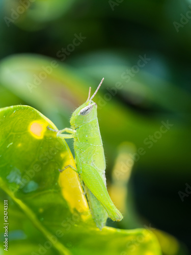 Green Grasshopper Perched on green Leaf