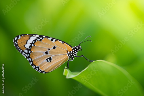 beautiful butterfly on Green leaf in nature © Godscale